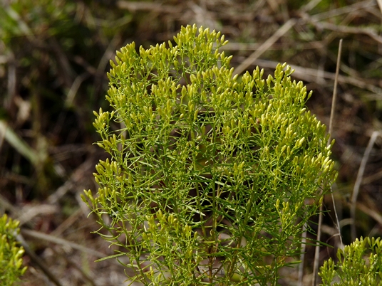 {Euthamia caroliniana}